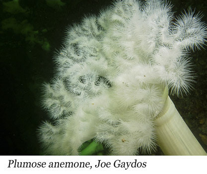 Virtual Dive Shot - Plumose Howe Sound 2011 by Joe Gaydos
